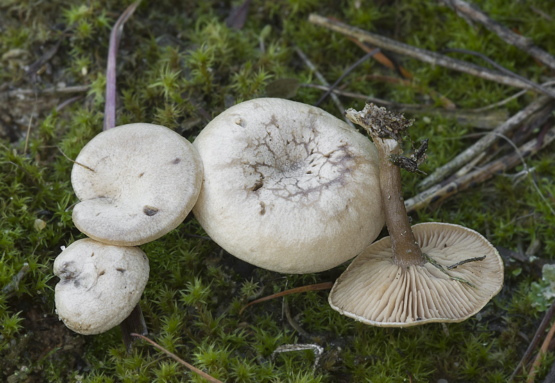 Rhodocybe parilis